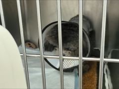 -良伴无忧宠物医院(泰欣嘉园店)