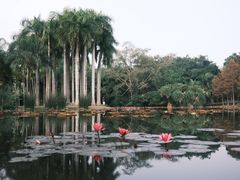 -中国科学院西双版纳热带植物园