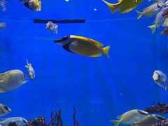 -海合安武汉极地海洋公园
