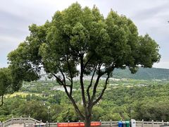 -苏州上方山国家森林公园