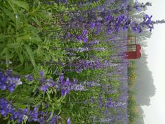 android_upload_pic-北京东方普罗旺斯薰衣草庄园