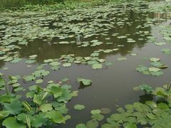-新江湾城公园