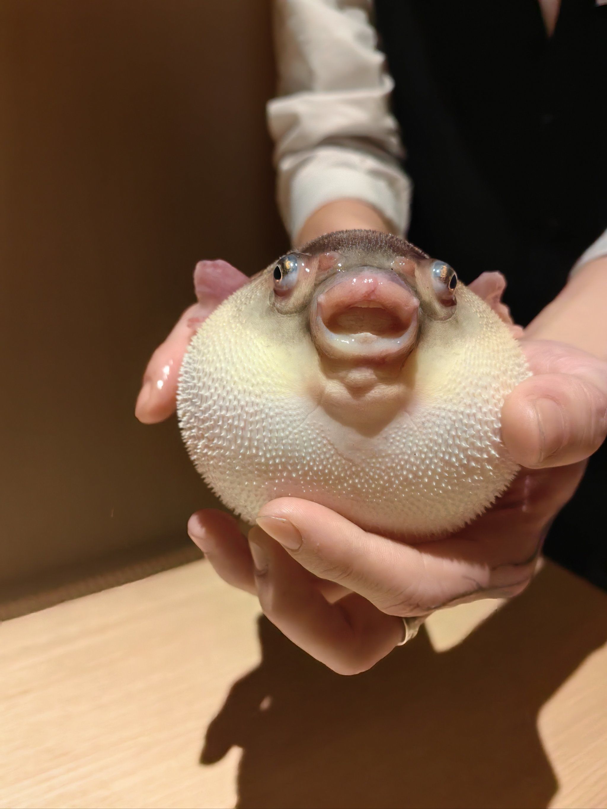 胖鼓鼓的河豚有点可爱,服务非常好,菜品味