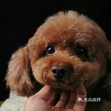 直到把它抱上来说拍几张照片发给它亲妈看看