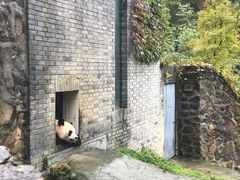 -都江堰中华大熊猫苑