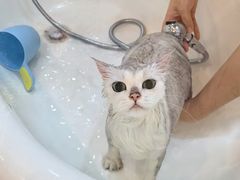 -momokira米努特·德文卷毛猫·棉花面纱犬