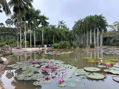 -中国科学院西双版纳热带植物园