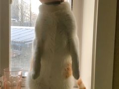 -伟伟宠物医院·CT影像中心·瑞派犬猫综合性门诊(汉口总院)