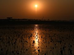 -天津东丽湖风景区