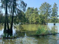 -池杉湖湿地公园