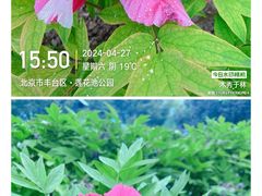 -莲花池公园