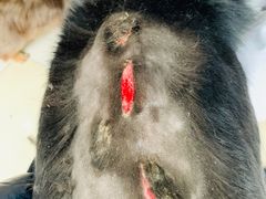 -百信宠物医院(东升街店)