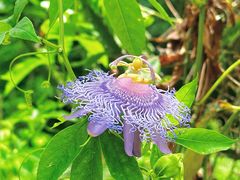-中国科学院西双版纳热带植物园