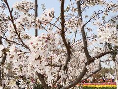 -商丘市人民公园