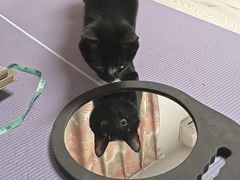 -纳吉亚猫专科动物医院博雅分院