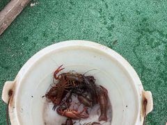 -同銮特种养殖场·龙虾垂钓