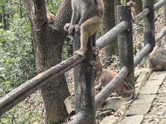 -苏州上方山国家森林公园