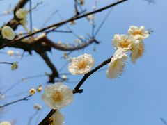 -南京古林公园