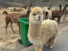 -新疆天山野生动物园