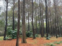 -上海滨江森林公园
