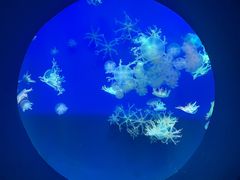 -江和美海洋公园