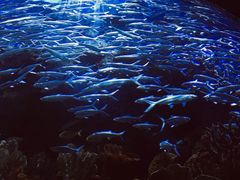 -多彩贵州城极地海洋世界