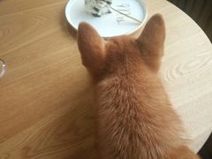 -柴源莊·柴小宠柴犬咖啡