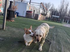 -宠乐会宠物乐园