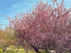 -昆山城市生态森林公园