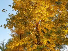 -长白岛森林公园