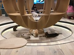 -CAT’S MEWSTAR CAFE·喵星球猫屋(晴湾咖啡店)