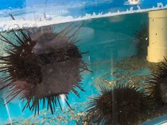 -海胆小馆(东北水饺·春柳店)