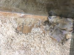 -龟与熊猫宠物公园(南坪店)
