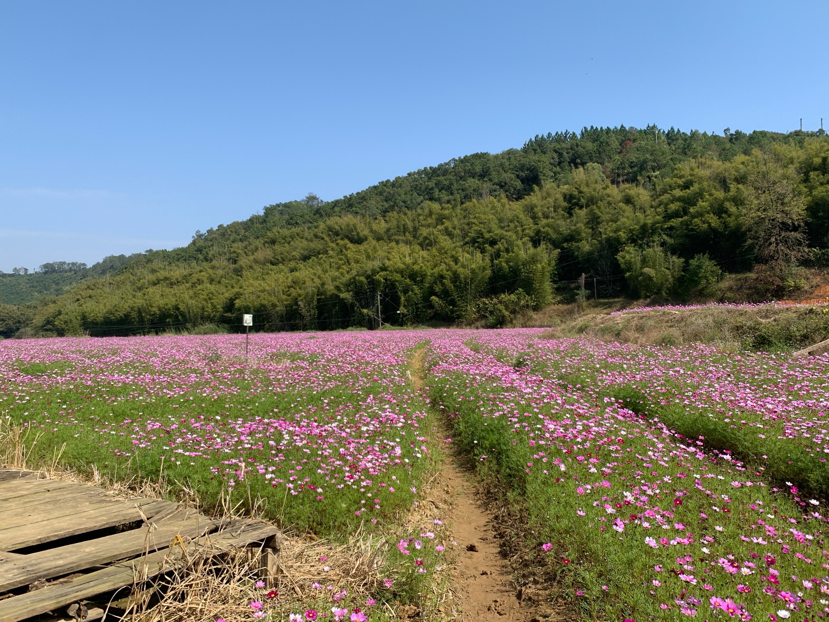 雒容千亩花海图片