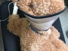 -安安宠医·安宠宠物医院