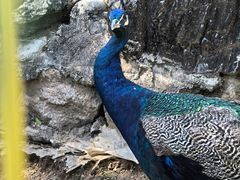 -丽泽山庄·生态怀柔菜·虹鳟鱼(红螺寺店)