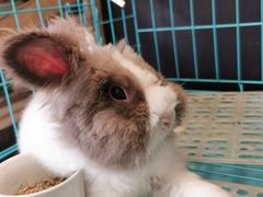 -志龙皇冠吃货椰子铺