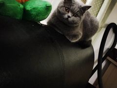 -伟伟宠物医院·CT影像中心·瑞派犬猫综合性门诊(汉口总院)