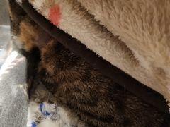 -猫的天空之城概念书店(杭州南宋御街店)