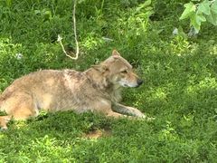 -大连森林动物园