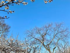 -香雪海