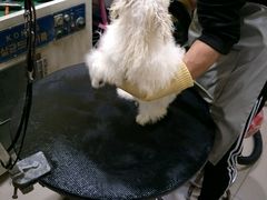 -酷狗靓猫宠物·洗护·美容·寄养(航北路店)