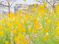 -西京湾花海