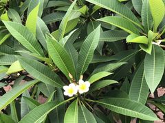 -上海安亭别墅花园酒店