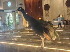 -西双版纳融创皇冠假日度假酒店