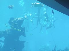 -海棠湾洲际-涛·海底餐厅·美人鱼·自助餐·海底隧道