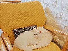 -猫咖时代(中山亭店)