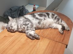 -Cappucimeow猫咪咖啡馆(韦伯时代店)