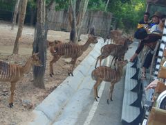 -清迈夜间动物园