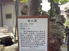 -东山雕花楼
